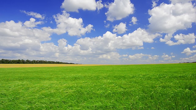 Wheat field against a blue sky. Footage 1920x1080