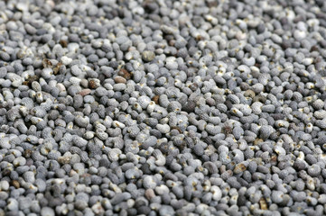 Poppy Seeds Close-up