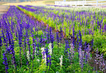 Lavender field in Thailand.