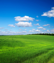 Naklejka premium green field