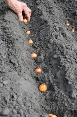 Senior woman planting onion