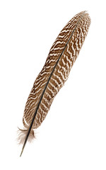 Pheasant feather © Coprid