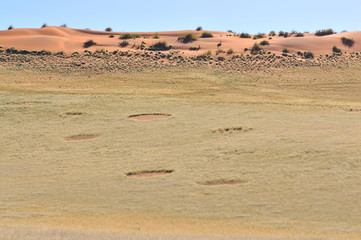 Fairy circles near Sesriem