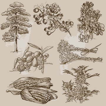 Trees, Plants and Flowers around the World (set no.1)