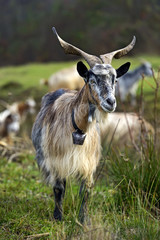 Herd of sheep on a mountain pasture