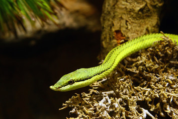 Small green snake