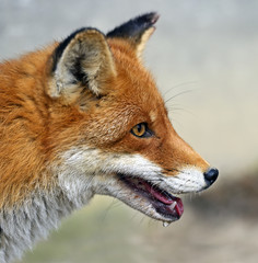 Fox portrait in natural habitat