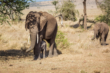 Fototapeta premium Mother and babies elephants