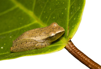 Obraz premium Leaf frog