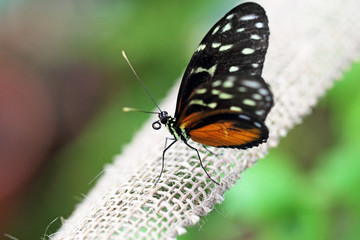 Butterfly on a rope