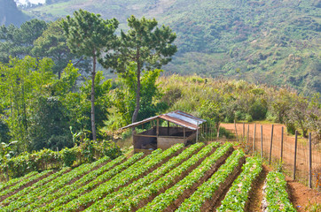 Fototapeta na wymiar strawberry plantation at Doi Angkhang, Chiang Mai in Thailand