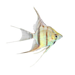 Freshwater Angelfish (Pterophyllum scalare).
