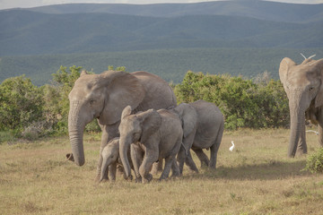 Elefanten, Elefantenfamilie, addo, s&uuml;dafrika, loxodonta africana