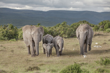 Elefanten, Elefantenfamilie, addo, südafrika, loxodonta africana