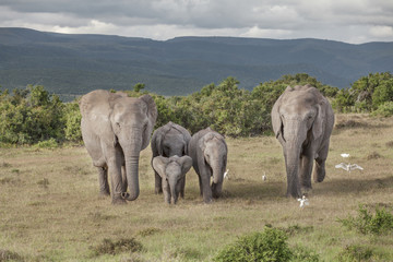 Fototapeta premium Elefanten, Elefantenfamilie, addo, südafrika, loxodonta africana