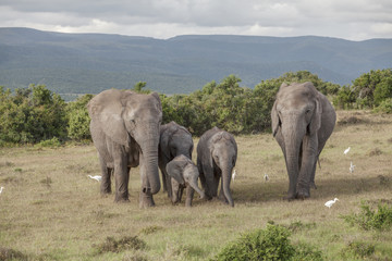 Elefanten, Elefantenfamilie, addo, s&uuml;dafrika, loxodonta africana