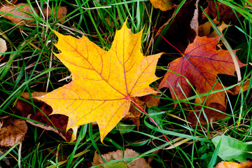 leaves