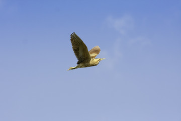 bittern in flight (Botaurus stellaris)