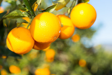 Valencia orange trees - 60925870
