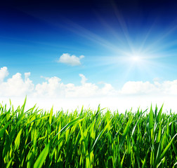 Fototapeta premium grass