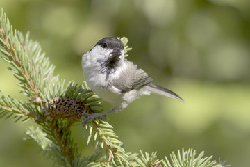 willow tit on branch / Parus montanus