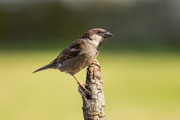 House Sparrow (Passer domesticus)