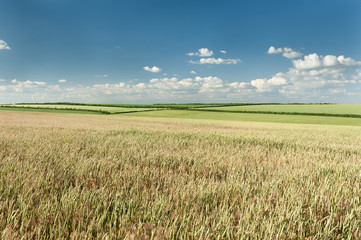 green wheat field and blue sky spring landscape