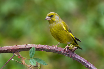 Greenfich (Carduelis chloris)