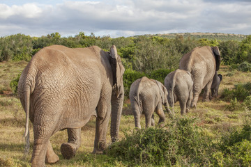 Obraz premium Elefanten, Elefantenfamilie, addo, südafrika, loxodonta africana