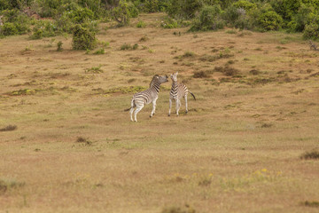 Tanzende Zebras im Kapf, addo, südafrika