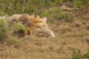 Erwachender Löwe, addo, südafrika