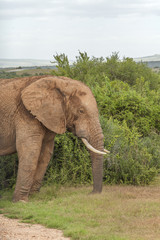 Fototapeta na wymiar Elefant, addo, südafrika
