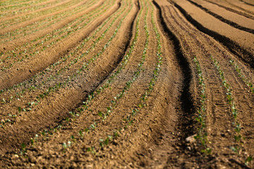 Cultivated field on a farm