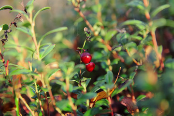 foxberry on a green twig in the forest early in the morning with