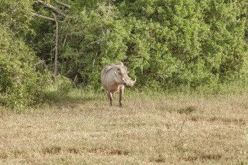 Warzenschwein, addo, südafrika