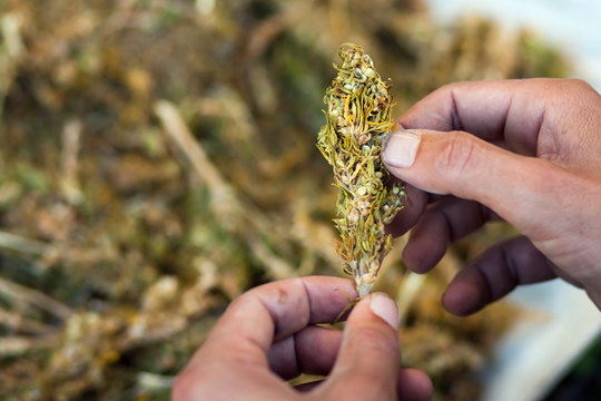 Separation of marihuana leaves 