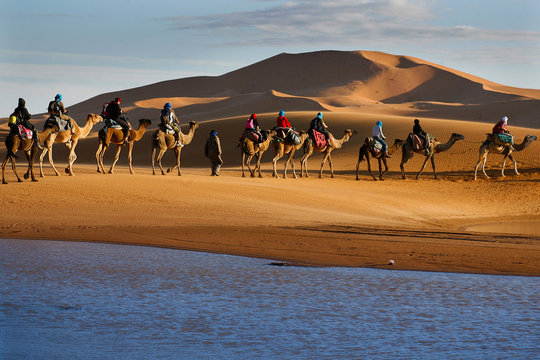 Fototapeta Caravan of tourists passing desert lake on camels