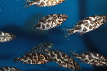 Livingston's Cichlid (Nimbochromis livingstonii) aquarium fish