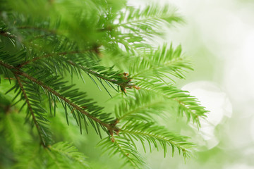 Fir tree branch close-up.