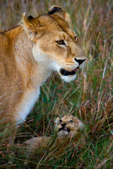 Lioness with her cub in african savannah