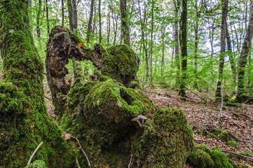 Stump in the forest