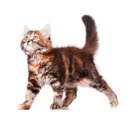 Obraz premium Cute kitten