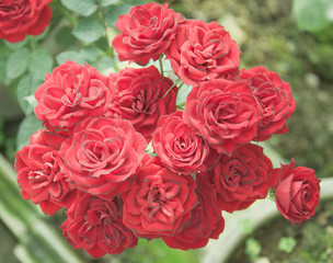 rose flower in chiangmai Thailand