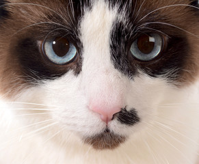 cat portrait