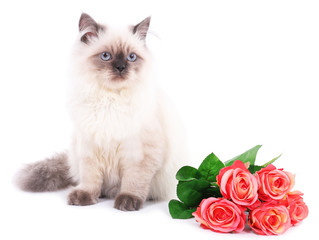 Beautiful cat with flowers isolated on white