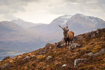 Wild stag, Scottish highlands