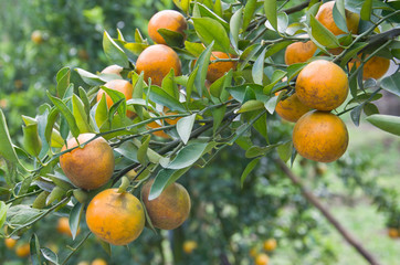 fresh orange on plant, orange tree