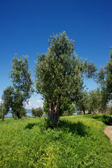 Obraz premium olive tree - Garda lake Italy