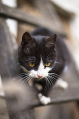black cat with white paws
