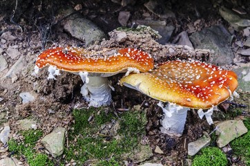 Tasty mushrooms